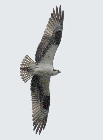 osprey gliding