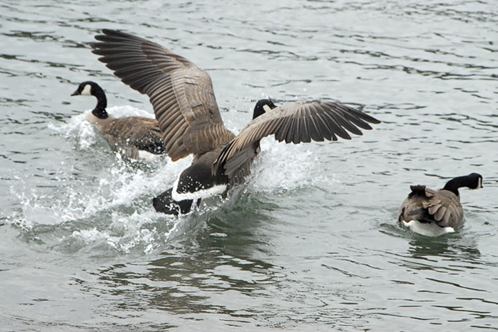 goose landing on water