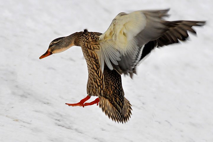 mallard landing on snow