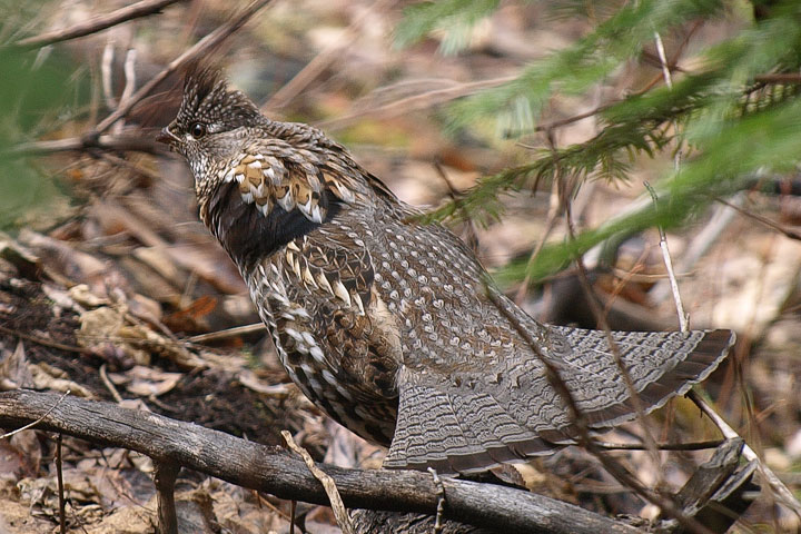 ruffed grouse