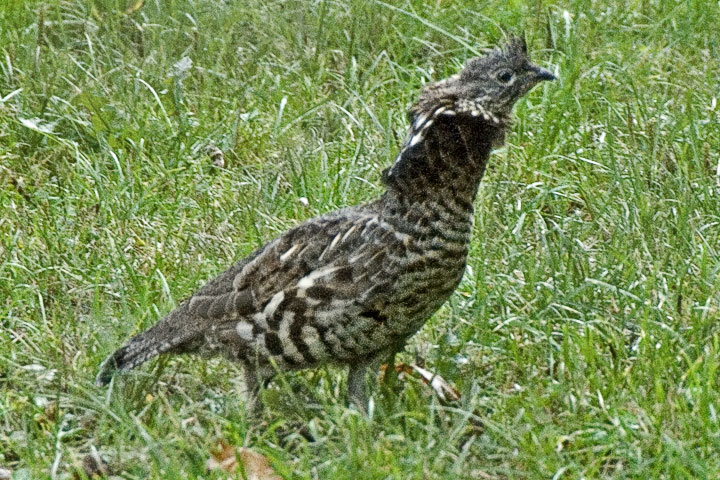 ruffed grouse