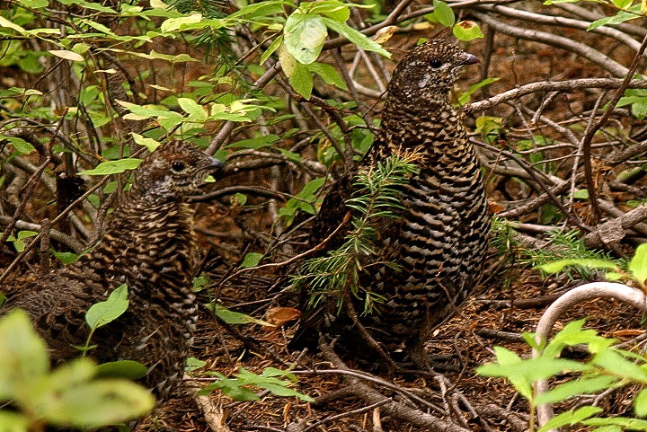 spruce grouse