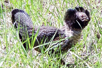 ruffed grouse