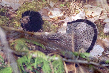 ruffed grouse