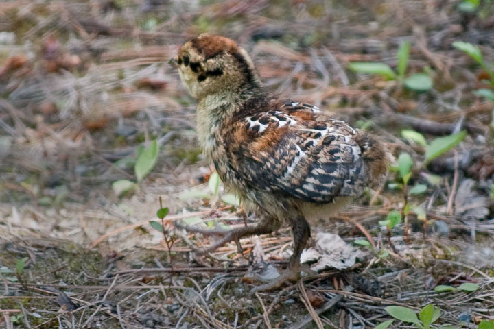 spruce grouse chick