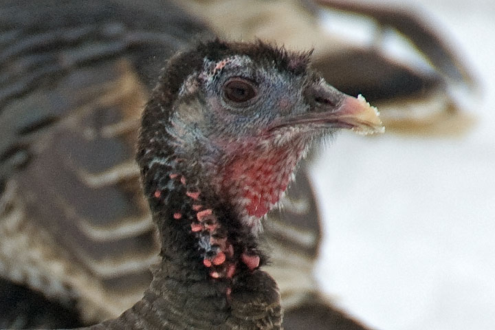turkey female