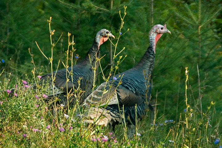 turkey pair