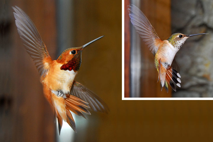 Male & female (insert) Rufous Hummingbirds fly backwards
