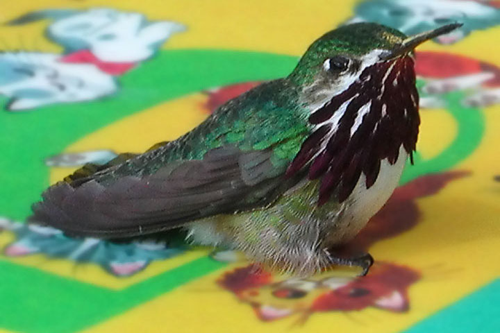 calliope hummingbird, male