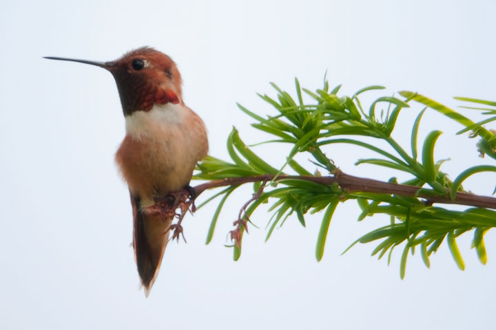 hummingbird gorget