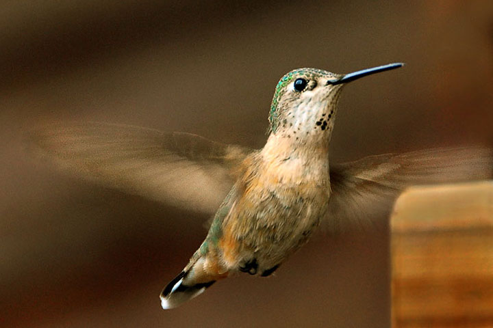 rufous hummingbird, female