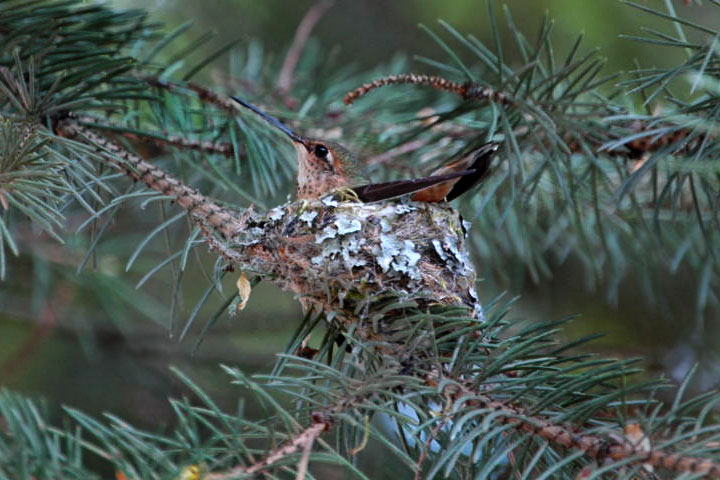 rufous hummingbird, male