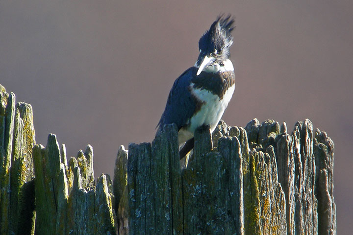 kingfisher, male