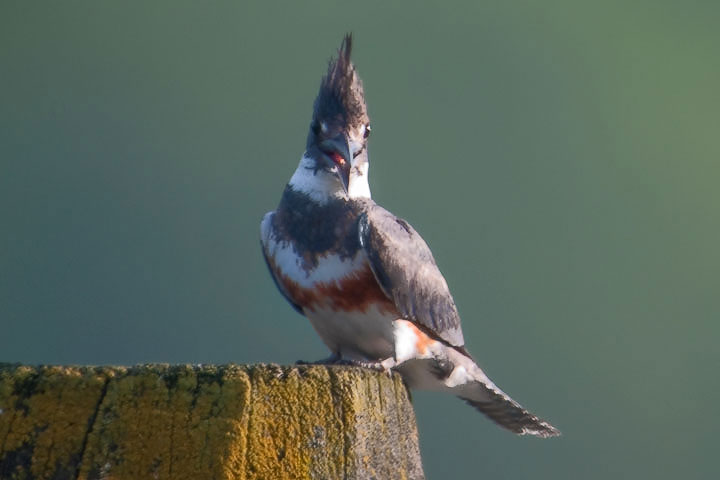 kingfisher, female