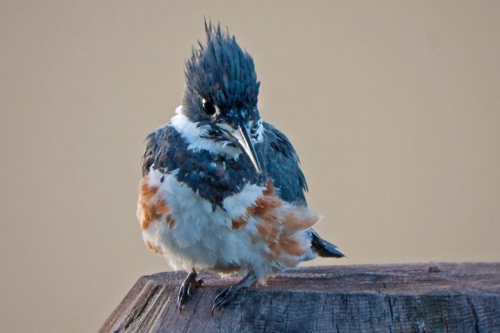 kingfisher, juvenile male