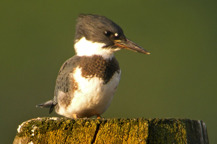 Kingfisher, male