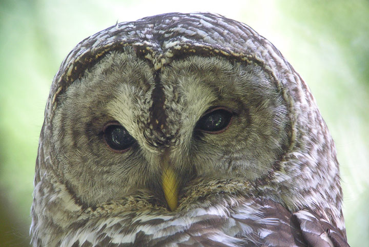 barred owl