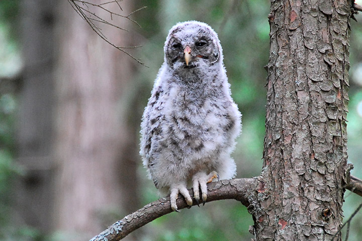 barred owl chick