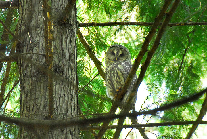 barred owl in tree