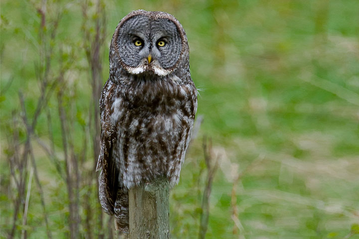 great gray owl