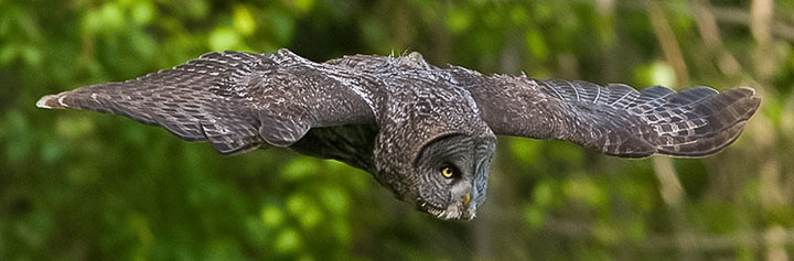 great grey owl in flight