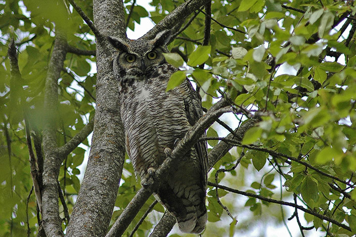 great grey owl