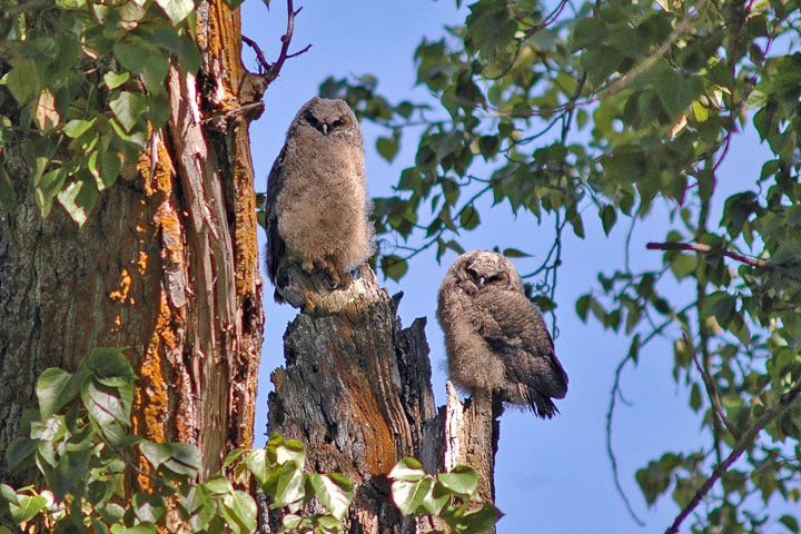 great horned owl chicks