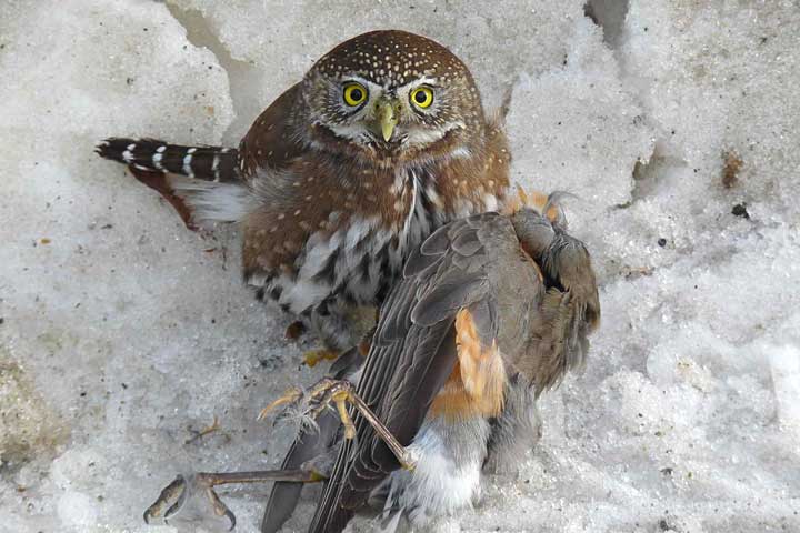 northern pygmy owl