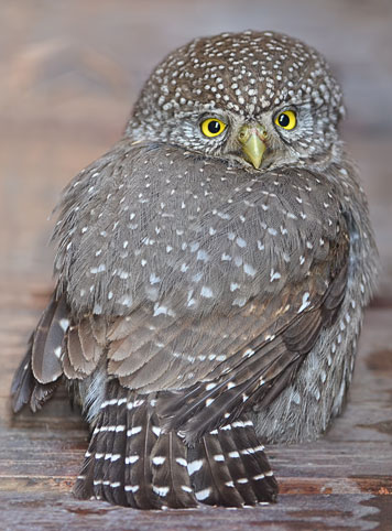 northern pygmy owl