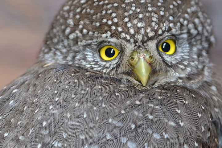 northern pygmy owl