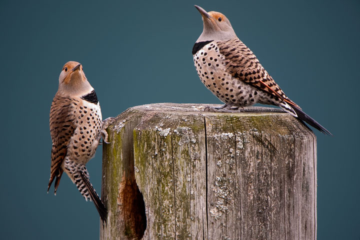 two female flickers