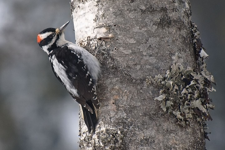 Hairy Woodpecker, male