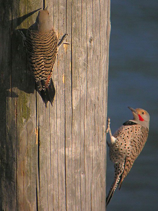 Norther Flicker, female and male