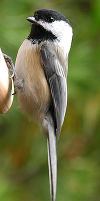 black-capped chickadee