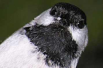 Black-capped Chickadee