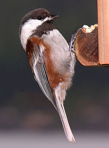 Chestnut-backed Chickadee