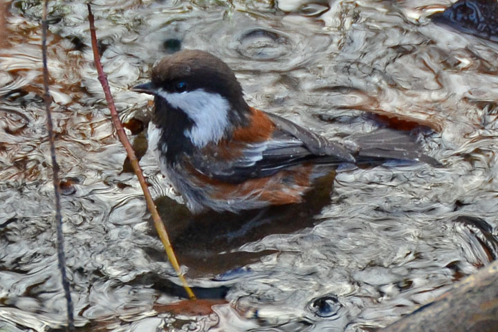 Chestnut-backed Chickadee