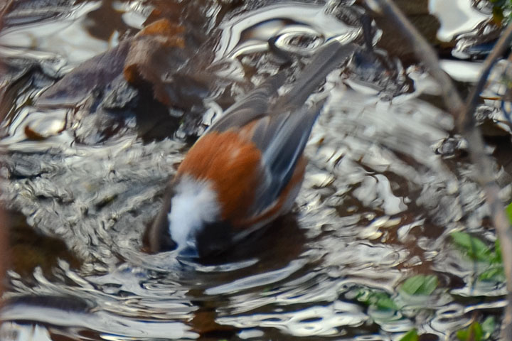 Chestnut-backed Chickadee