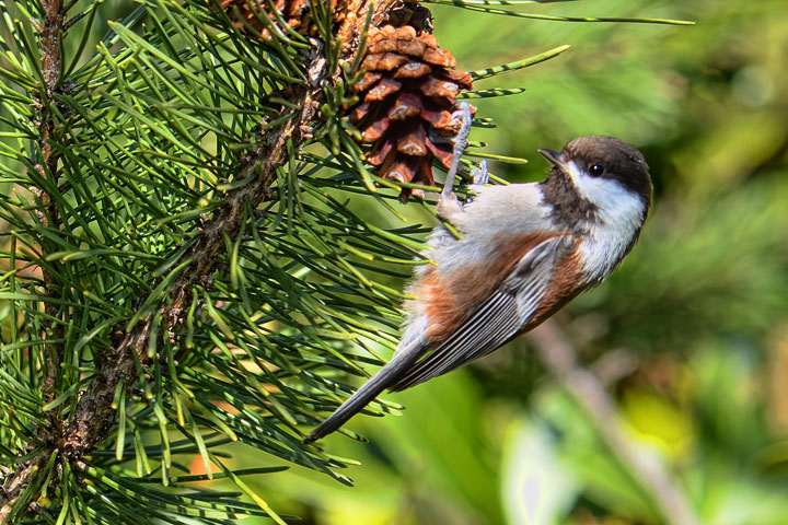 chestnut-backed chickadee