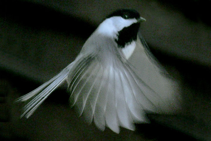 black-capped chickadee