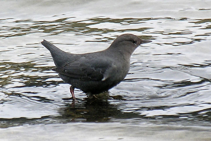 American Dipper