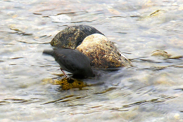 American Dipper