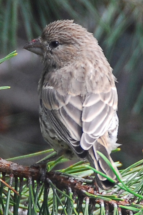 American Goldfinch