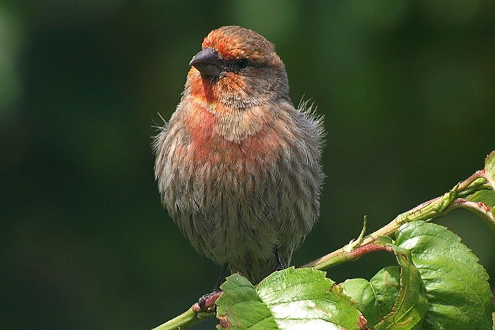 house finch, male