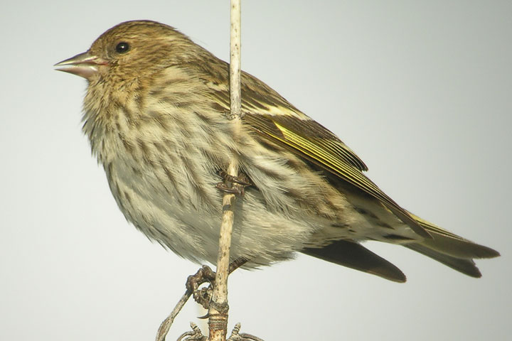 Pine Siskin