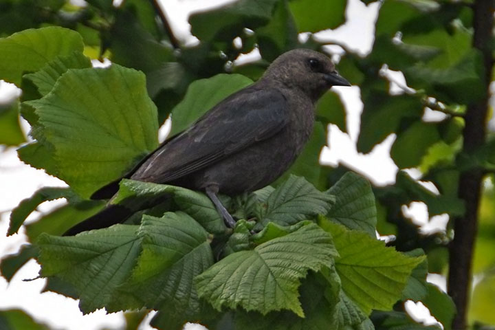 brewer’s blackbird, female