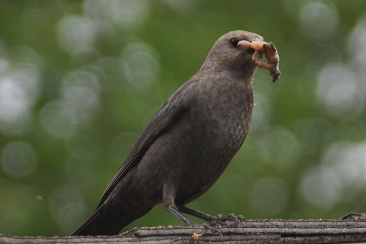 brewer’s blackbird, female