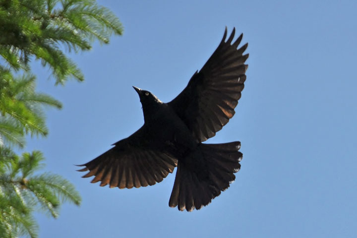 brewer’s blackbird, male