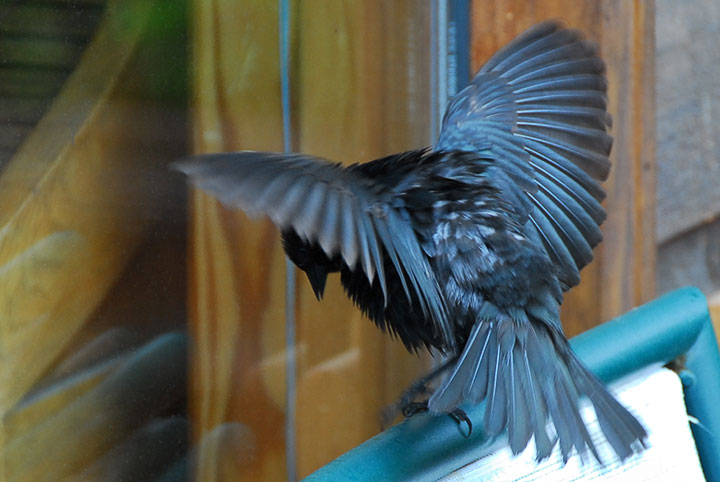 cowbird display