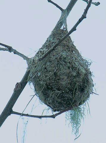 oriole nest